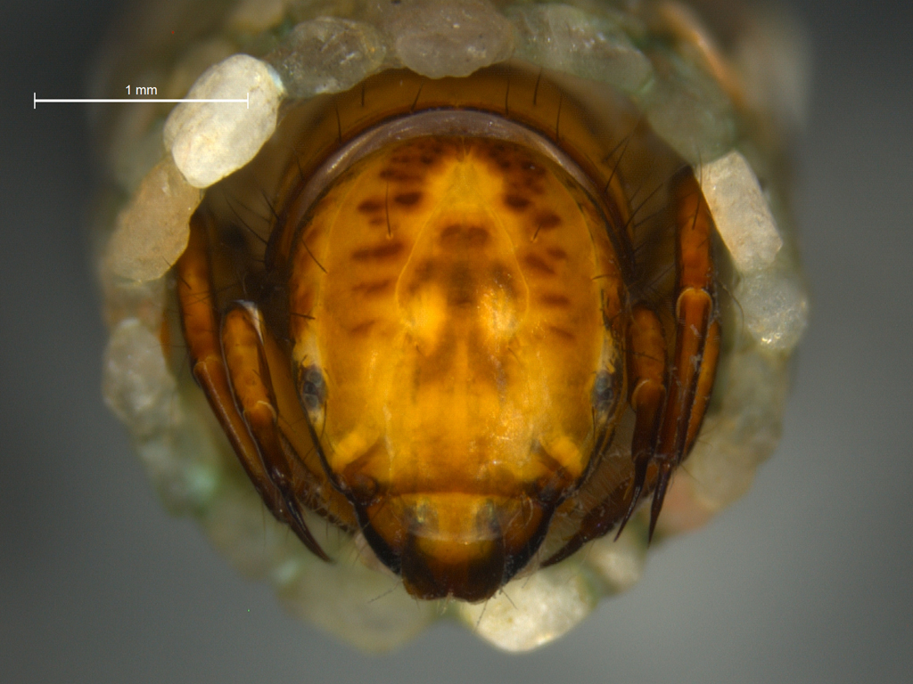 Odontocerum albicorne